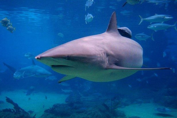 Bull Shark