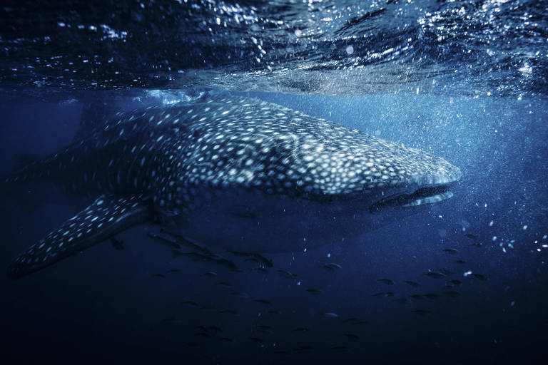 Whale Shark