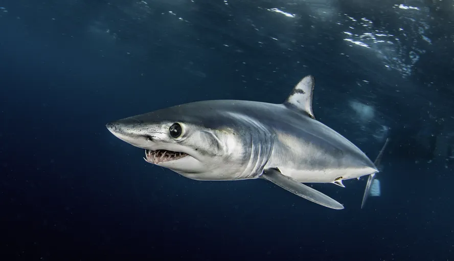 Mako Shark